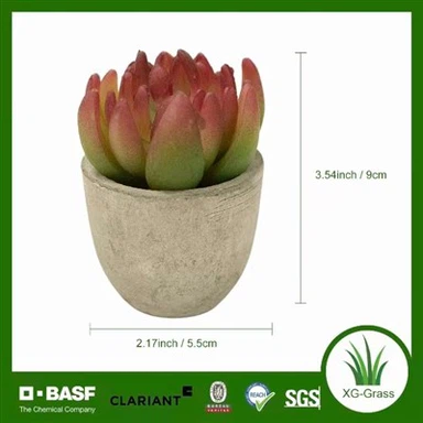 Večný šťavnatý kvet